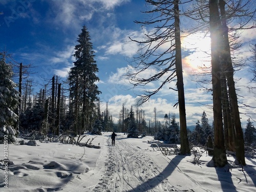 Cross-country skis in the national park Harz in the Heart of Germany!
