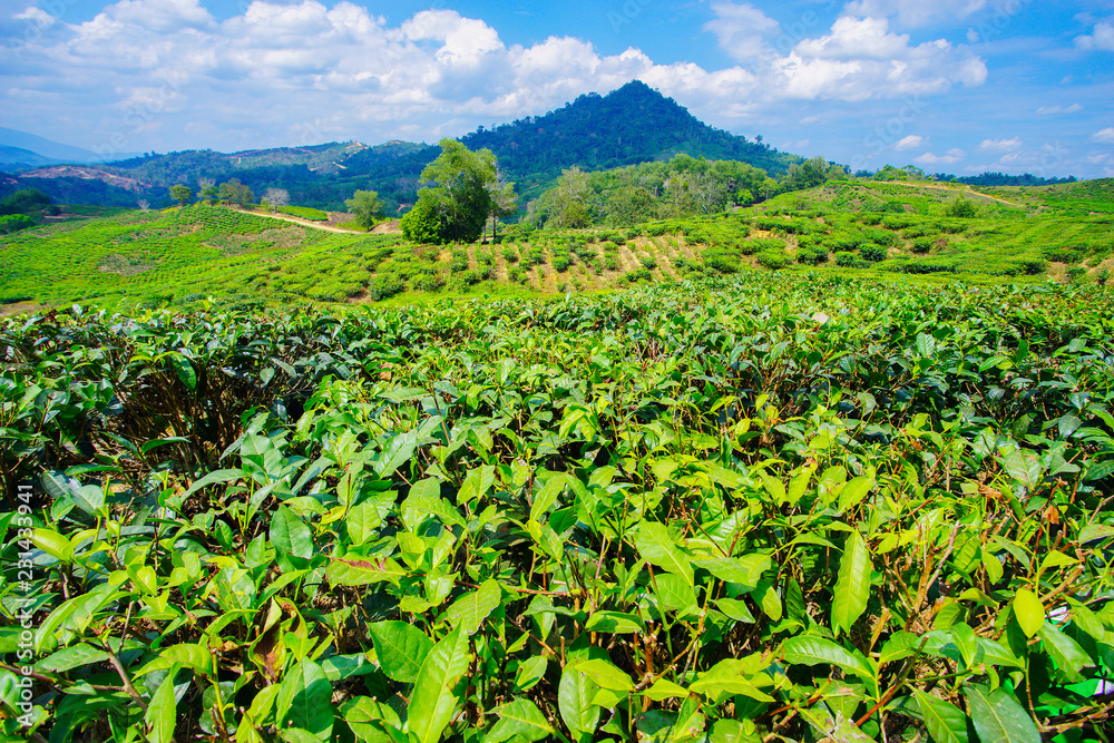 View of tea plantation at Kundasang, Sabah.
