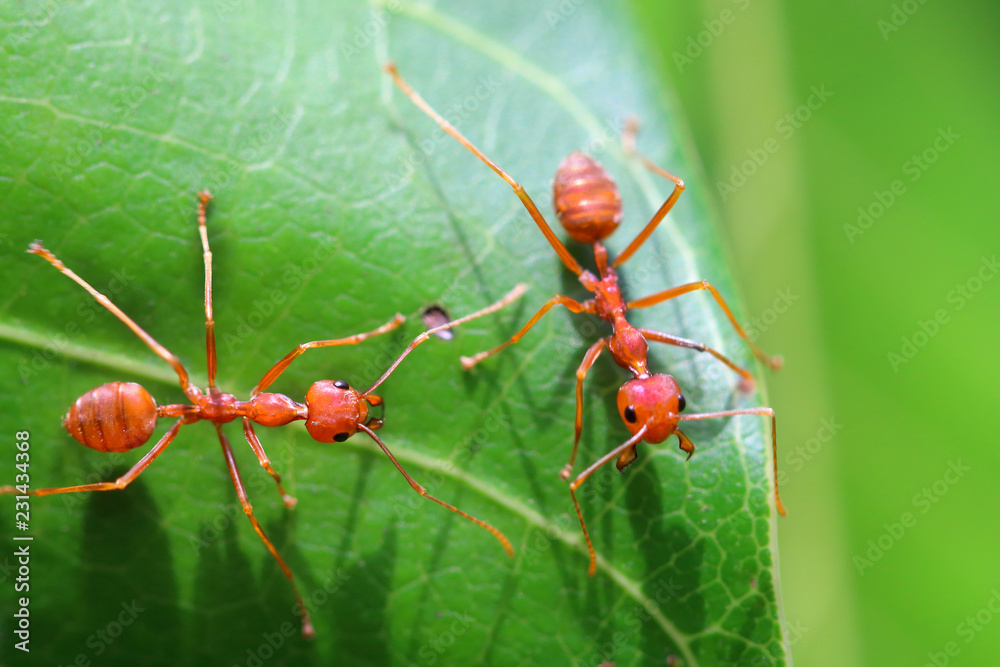 Red ant (Oecophylla smaragdina),Action of ant on a green leaves. Red ant (Oecophylla smaragdina),Action of ant on a green leaves.