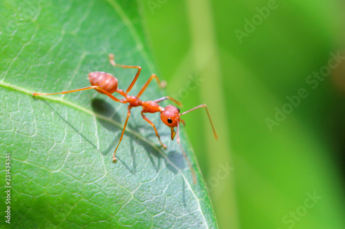 Red ant (Oecophylla smaragdina),Action of ant on a green leaves. © Passakorn