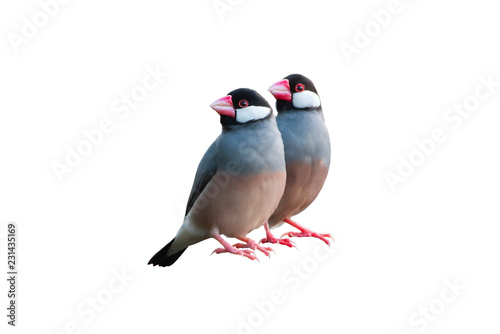 Lovey bird , Pair of Java Sparrow