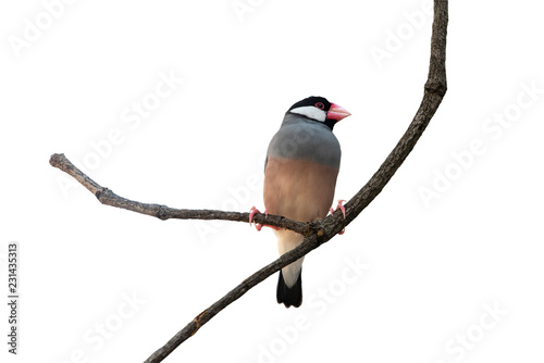 Java Sparrow bird isolated on white background photo