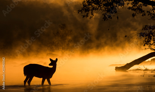 Deer Wading In River