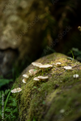 moss on tree with  wild mushrooms