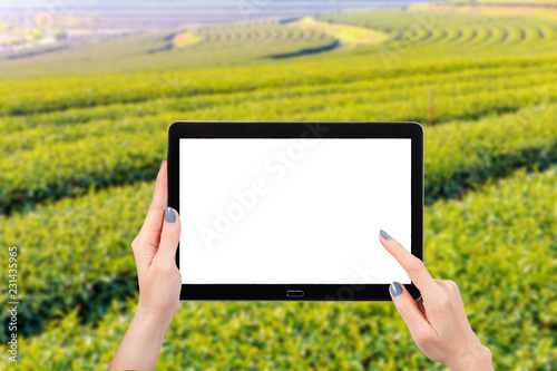 Hand using mock up computer tablet on the tea plantations background with copy space