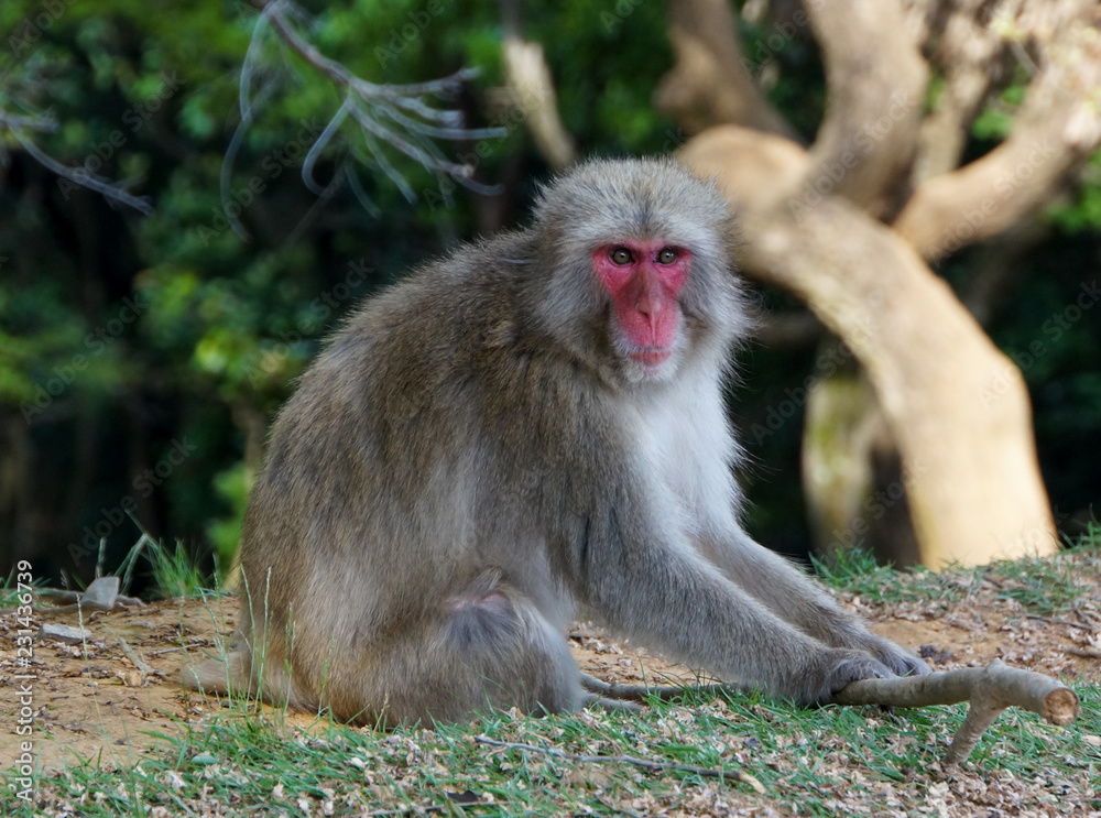 Arashiyama Monkey Park in Kyoto, Japan