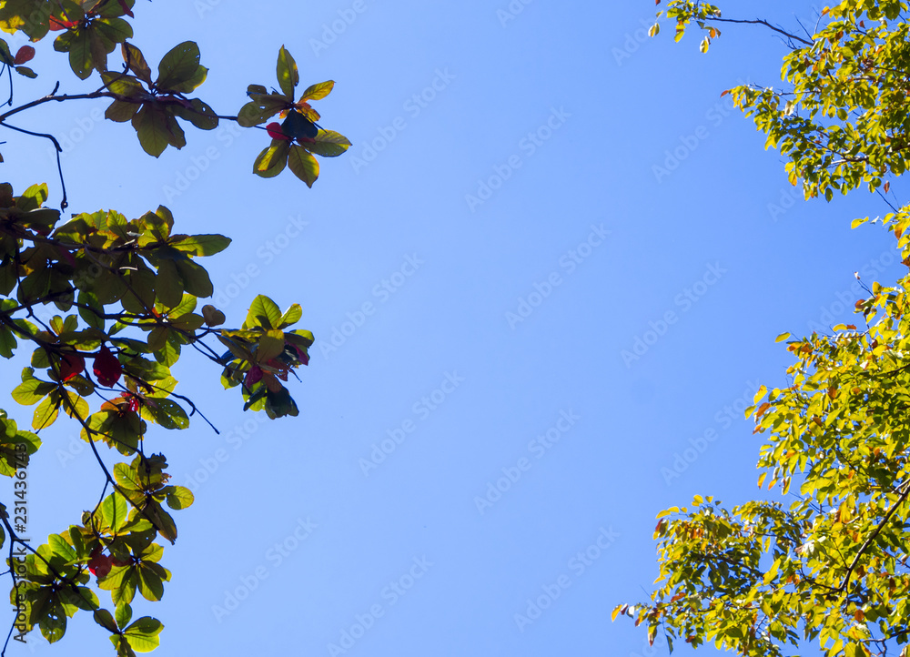 Fototapeta premium Bright leaves on blue sky and sunlight background