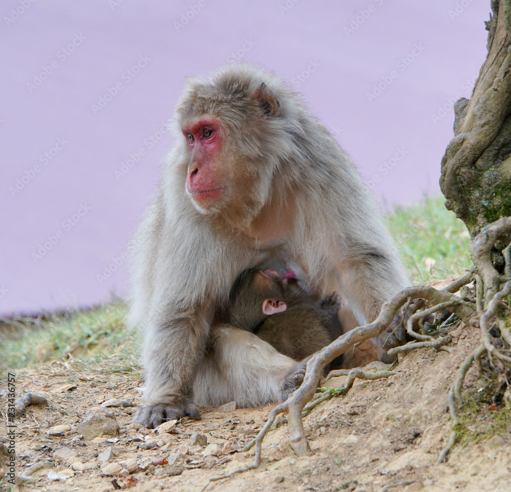 Naklejka premium Arashiyama Monkey Park in Kyoto, Japan
