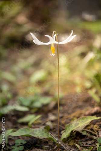 white trout lily wild flower in the grass