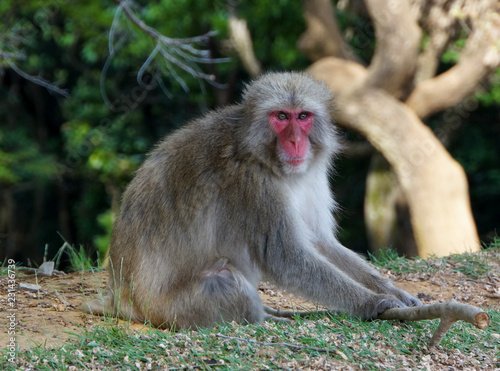 Arashiyama Monkey Park in Kyoto, Japan