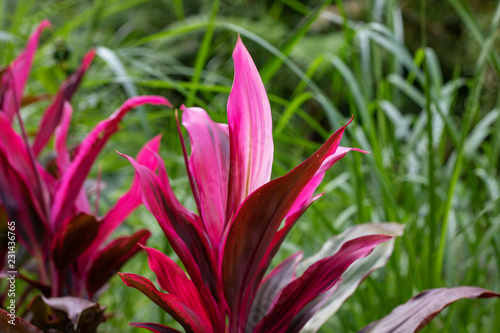 Tropical garden plant closeup photo. Bright pink leaf texture. Natural pattern on exotic plants