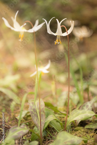 white flowers on green background