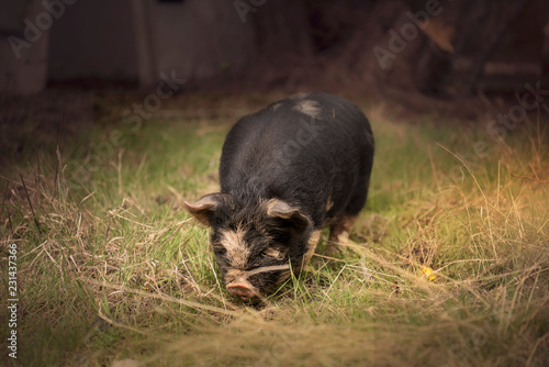 baby pig in the grass