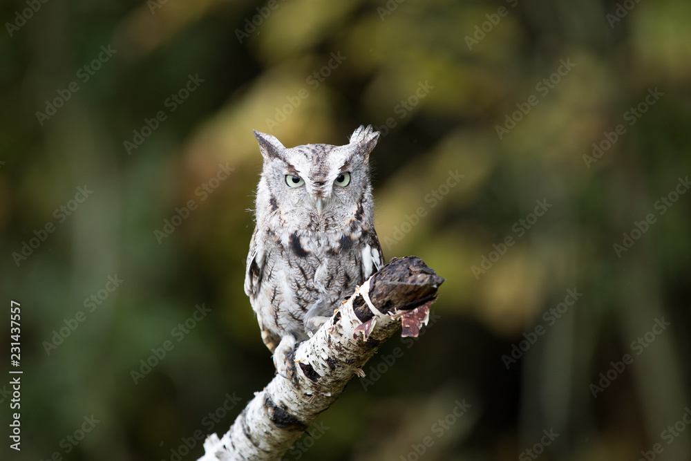 Eastern Screech Owl Eastern Screech Owl
