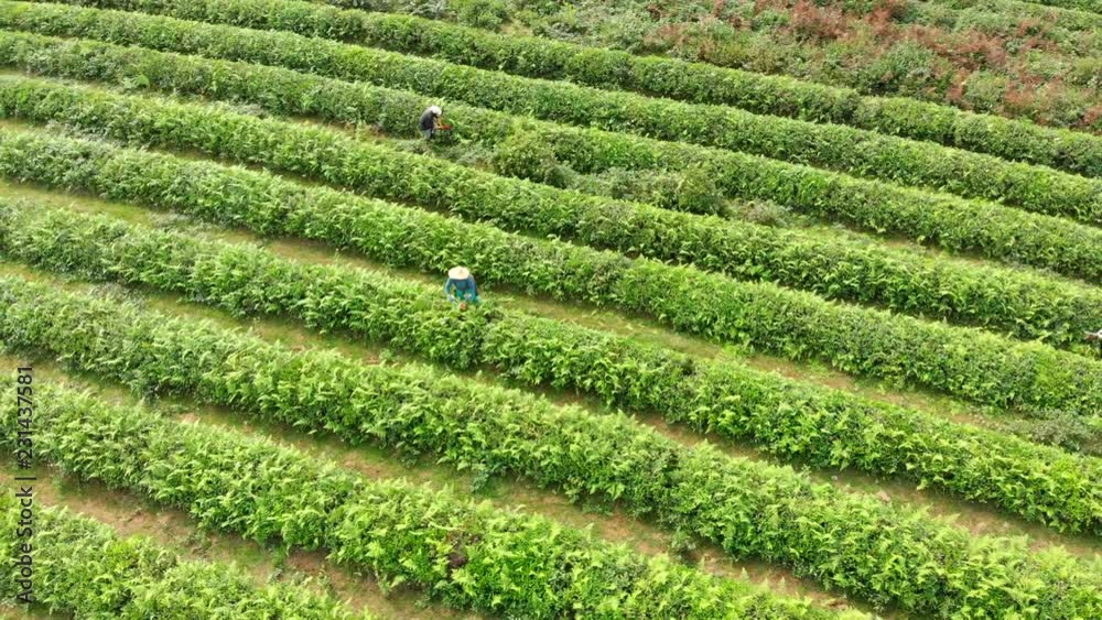 Tea Plantation Aerial View, 4K. Green Tea Growing, Drone Flight Video. Farmer Working Tea Plantation Field. Tea Plantation Aerial View, 4K. Green Tea Growing, Drone Flight Video. Farmer Working Tea Plantation Field.