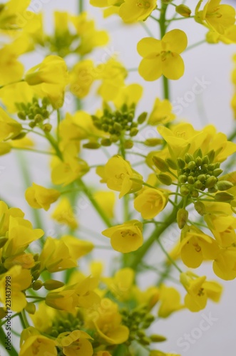field mustard (Nanohana) 