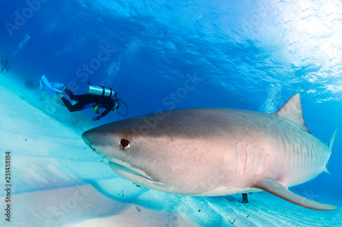 Tiger Shark with Diver