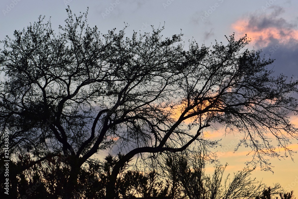 Silhouettes of spindly trees and underbrush against the backdrop of a setting sun. Silhouettes of spindly trees and underbrush against the backdrop of a setting sun.