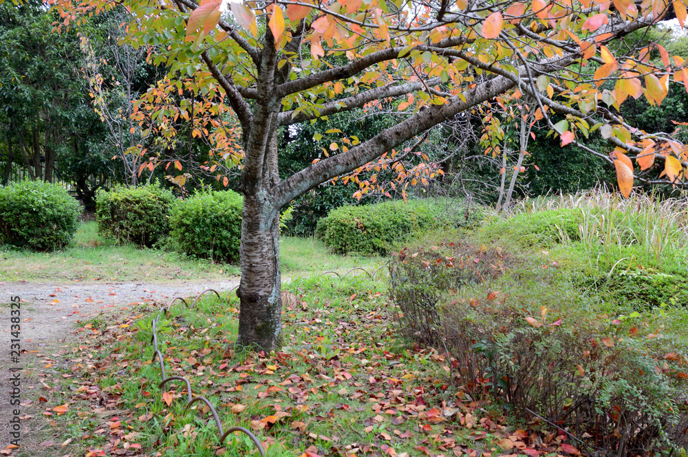 紅葉した桜の木と 紅葉した葉っぱが地面や遊歩道に散っている公園の風景 Stock Photo Adobe Stock