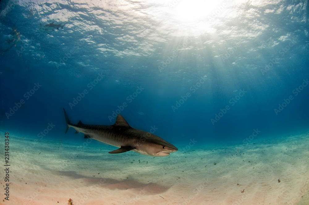 Fototapeta premium Tiger Shark