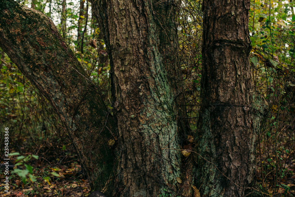 Four tree trunks in a forest