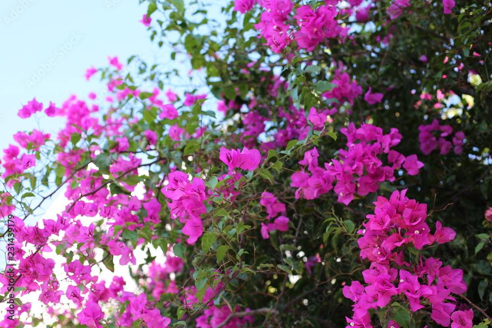 pink flowers