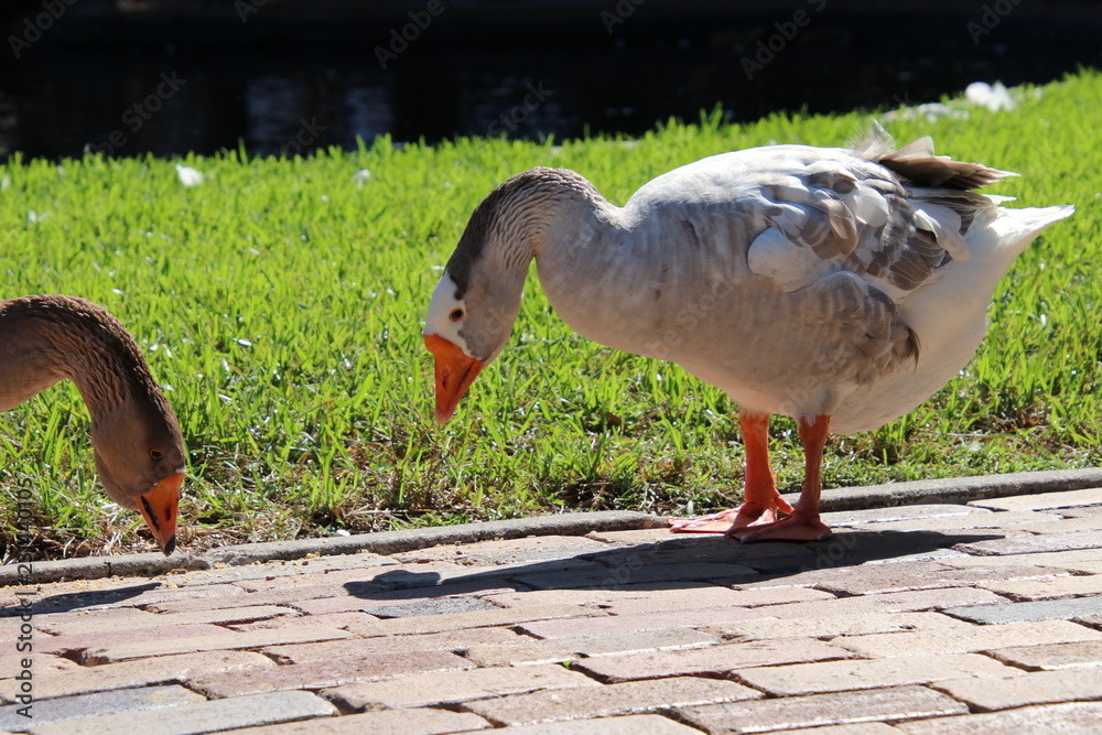 Fototapeta premium Goose in park.
