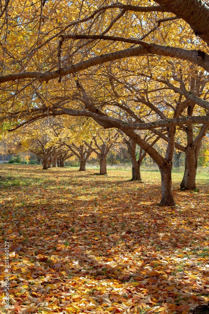 Autumn Leaves Forest in the season of Fall Autumn Leaves Forest in the season of Fall
