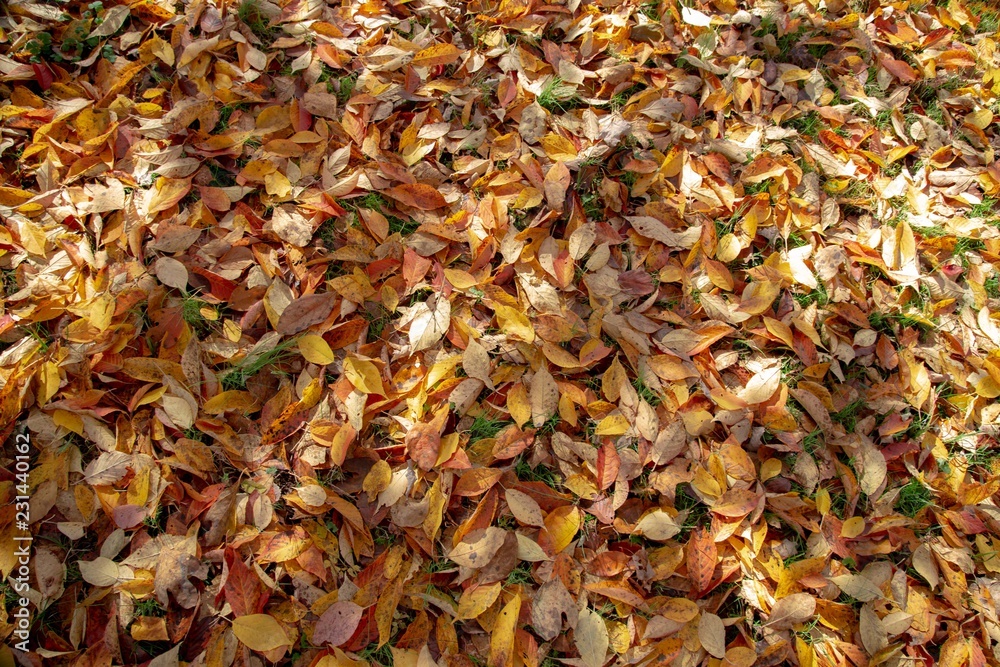 Autumn Leaves Forest in the season of Fall