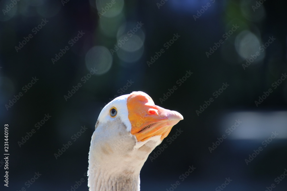 Goose in park.