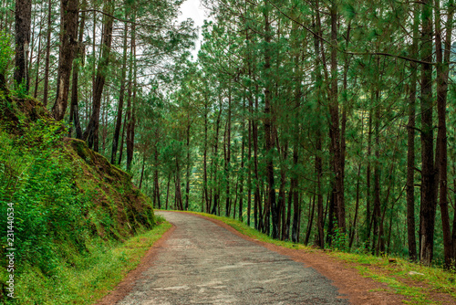 Road in Pine Tree Forest in Bach Kande, Lamgarha, Almora, Uttarakhand  © Mubarak