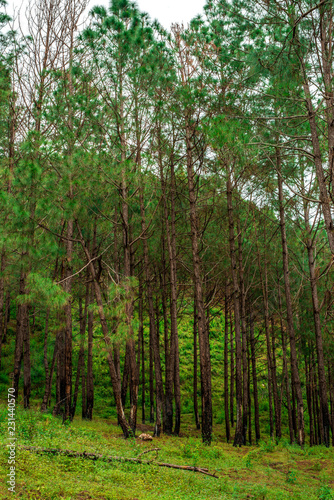 Pine Tree Forest in Bach Kande, Lamgarha, Almora, Uttarakhand 