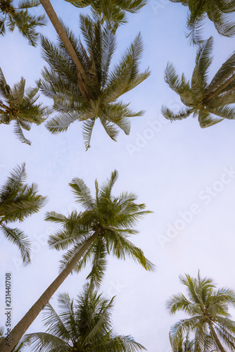 Coconut palms and the blue sky