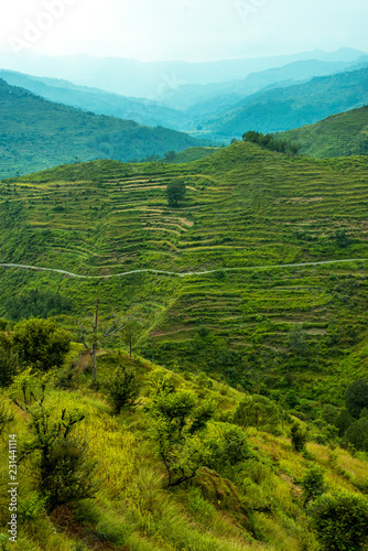 Stepping Fields in Bach Kande, Lamgarha, Almora, Uttarakhand 