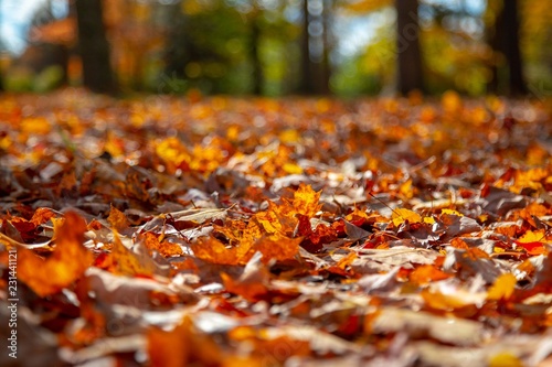 Colorful Autumn Leaves on the ground