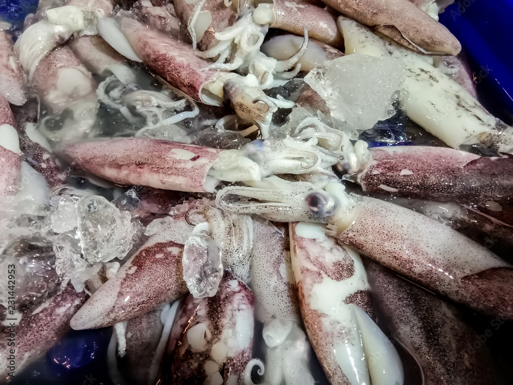 Fresh squid sold in the market. Fresh squid sold in the market.
