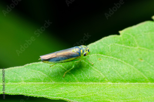 Leafhoppers photo