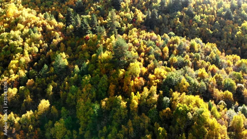 Autumn Scene: Beautiful Golden Forest Aerial View, 4K Video. Autumnal Colorful Leaf Bearing Forest. Golden Season in Moutains, Drone Flight Over Autumn Forest. Autumn Scene: Beautiful Golden Forest Aerial View, 4K Video. Autumnal Colorful Leaf Bearing Forest. Golden Season in Moutains, Drone Flight Over Autumn Forest.
