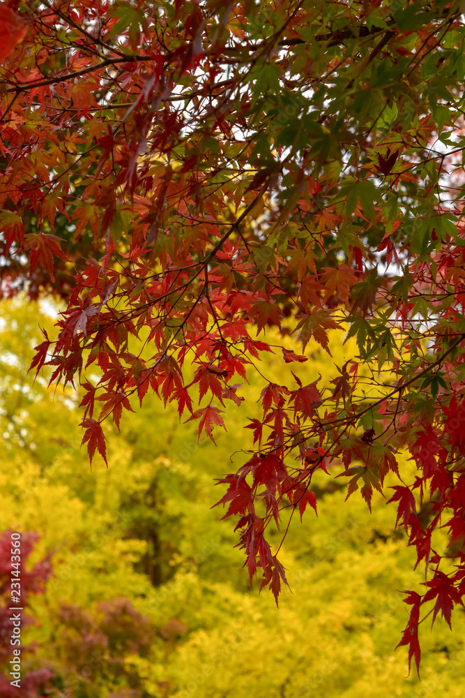 紅葉 紅葉
