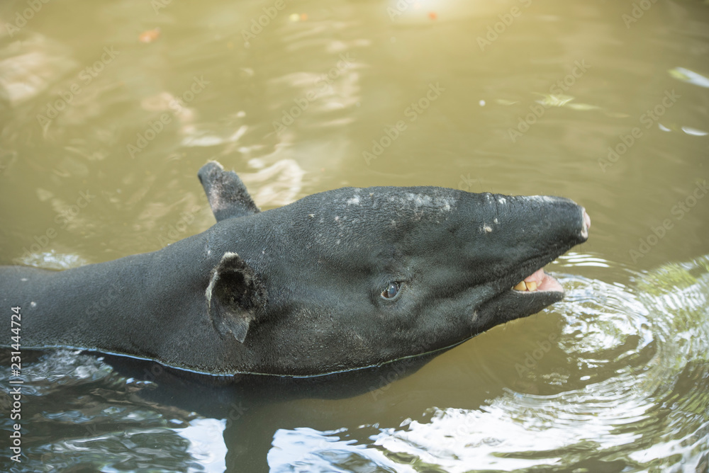 Fototapeta premium Malayan Tapir animal