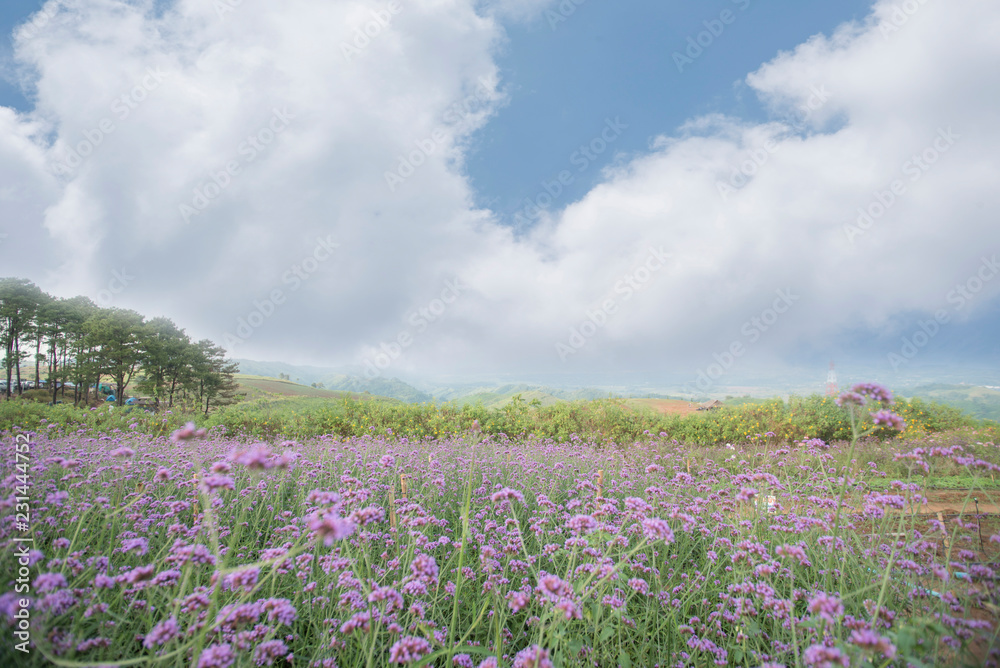 Meadows and flowers in nature, light, scenery