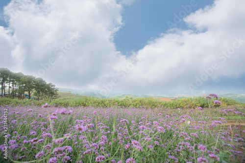 Meadows and flowers in nature  light  scenery