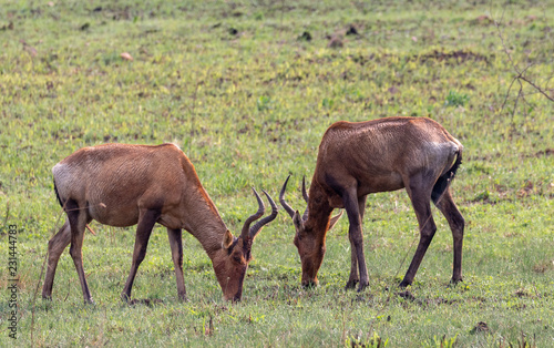 The red hartebeest  Alcelaphus buselaphus caama or A. caama 