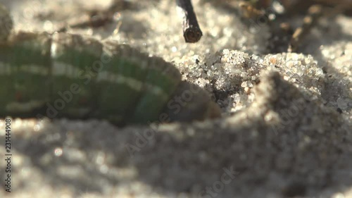 Thick green caterpillar crawling through sand. Digging a burrow for breeding larva Insect Larvae Butterfly Close up photo