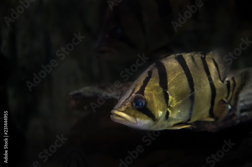 Coius microlepis photo