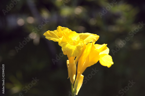 Yellow canna flower on bokeh background. Nature s concept. Cropped shot  close-up  vertical  bokeh