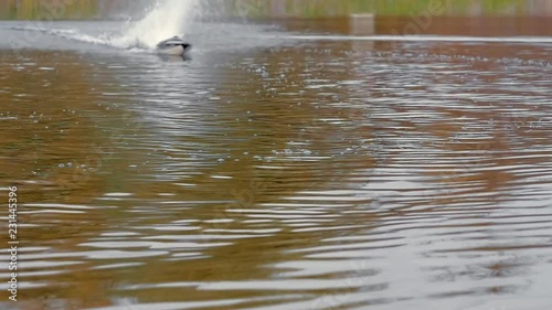 Remote control speedboat action on the lake