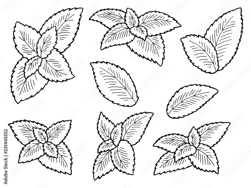 Mint plant graphic black white isolated sketch illustration vector