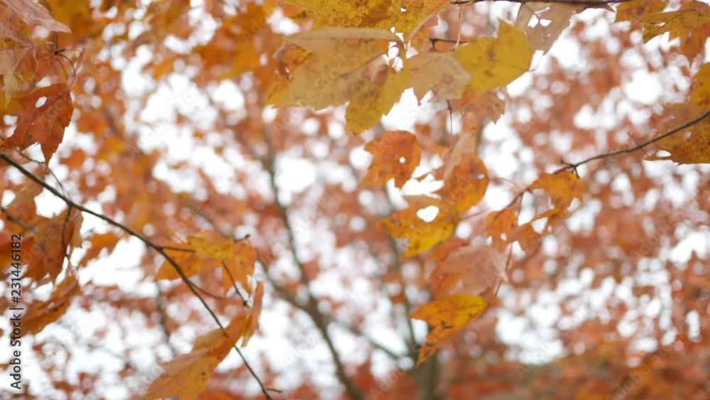 Orange fall leaves branches shaking in the breeze in autumn Orange fall leaves branches shaking in the breeze in autumn