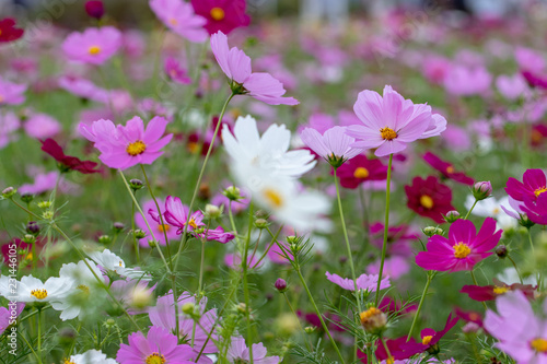 Cosmos Flower / Furusato Plaza in Sakura City, Chiba Prefecture, Japan photo